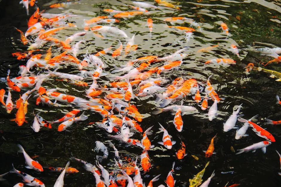 How Much Does Pond Fish Food Cost?